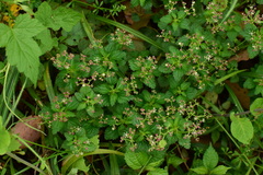 Nanocnide lobata