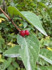 Shepherdia canadensis