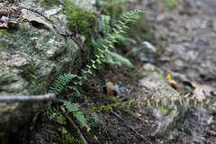 Asplenium platyneuron
