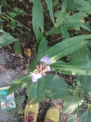 Tradescantia subaspera