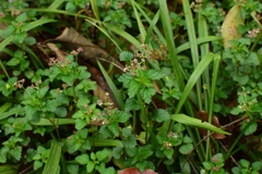Nanocnide lobata