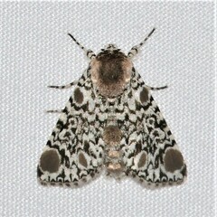 Harrisimemna trisignata