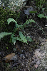 Asplenium platyneuron