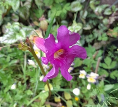 Incarvillea