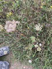 Heracleum sphondylium