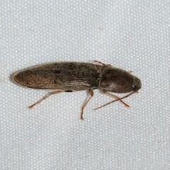 Elateridae