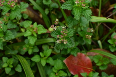 Nanocnide lobata