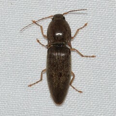 Elateridae