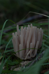Clavaria