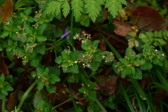 Nanocnide lobata