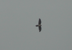 Gypaetus barbatus