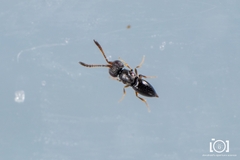 Ceraphronidae