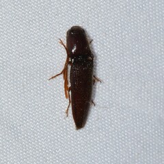 Dicrepidius palmatus