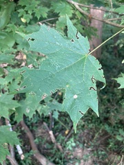 Acer saccharum