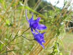 Delphinium consolida