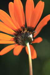 Ursinia