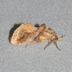 Plusiodonta compressipalpis