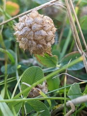Trifolium fragiferum