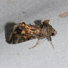Chrysodeixis includens
