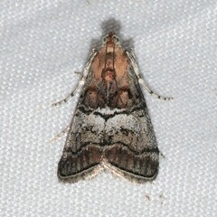 Pococera maritimalis