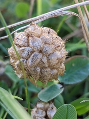 Trifolium fragiferum
