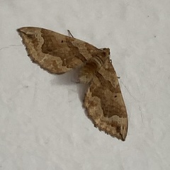 Pelurga comitata