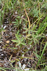 Comarum palustre