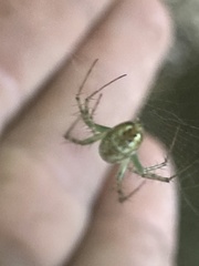 Mangora