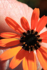 Ursinia