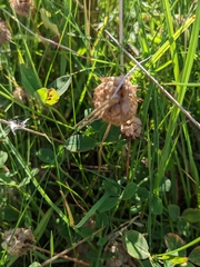 Trifolium fragiferum