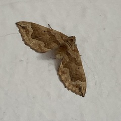 Pelurga comitata
