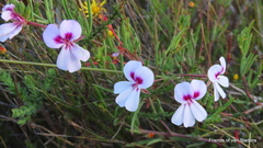 Pelargonium laevigatum laevigatum