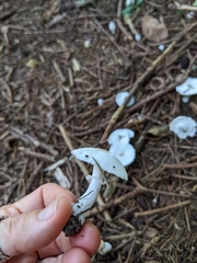 Leucocoprinus cepistipes