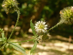 Dipsacus pilosus