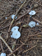 Leucocoprinus cepistipes