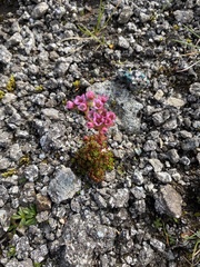 Sedum villosum