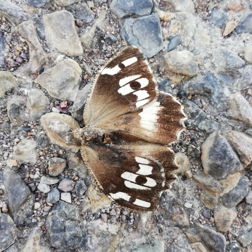 Chazara enervata