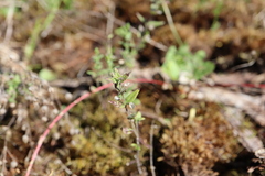 Scutellaria parvula