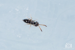 Ceraphronidae