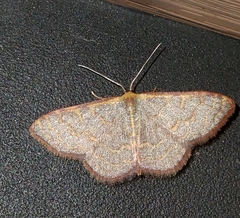 Leptostales pannaria