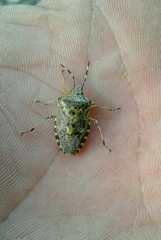 Rhaphigaster nebulosa