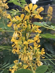 Senna hebecarpa