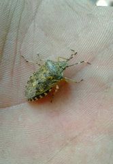 Rhaphigaster nebulosa