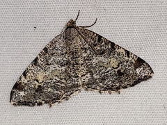 Macaria granitata