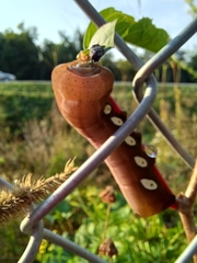Eumorpha pandorus