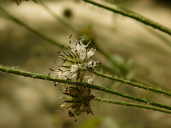 Dipsacus pilosus