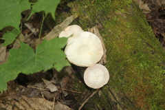 Agaricus sylvicola