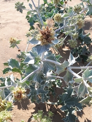 Eryngium maritimum