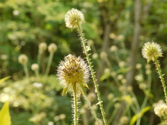 Dipsacus pilosus