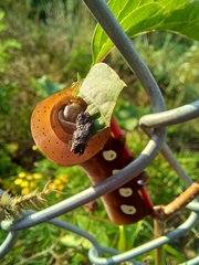 Eumorpha pandorus